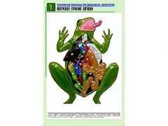 Рельефная таблица "Внутреннее строение лягушки" (формат А1, матовое ламинирование) - fgospostavki.ru - Махачкала