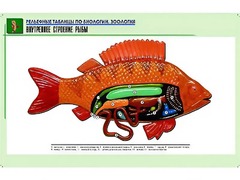 Рельефная таблица "Внутреннее строение рыбы" (формат А1, матовое ламинирование) - fgospostavki.ru - Махачкала