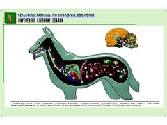 Рельефная таблица "Внутреннее строение собаки" (формат А1, матовое ламинирование) - fgospostavki.ru - Махачкала