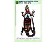 Рельефная таблица "Внутреннее строение ящерицы" (формат А1, матовое ламинирование) - fgospostavki.ru - Махачкала