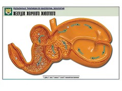Рельефная таблица "Желудок жвачного животного" (формат А1, матовое ламинирование) - fgospostavki.ru - Махачкала