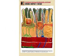 Рельефная таблица "Ворсинка кишечная с сосудом" (формат А1, матовое ламинирование) - fgospostavki.ru - Махачкала