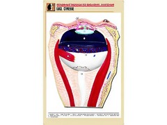 Рельефная таблица "Глаз. Строение" (формат А1, матовое ламинирование) - fgospostavki.ru - Махачкала