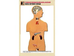 Рельефная таблица "Железы внутренней секреции" (формат А1, матовое ламинирование) - fgospostavki.ru - Махачкала