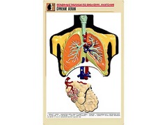 Рельефная таблица "Строение легких" (формат А1, матовое ламинирование) - fgospostavki.ru - Махачкала