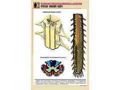 Рельефная таблица "Строение спинного мозга " (формат А1, матовое ламинирование) - fgospostavki.ru - Махачкала