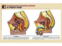 Рельефная таблица "Таз мужской и женский" (формат А1, матовое ламинирование) - fgospostavki.ru - Махачкала