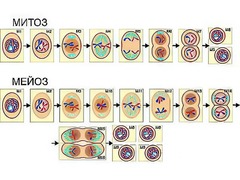 Модель-аппликация "Деление клетки. Митоз и мейоз" (ламинированная) - fgospostavki.ru - Махачкала
