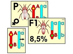 Модель-аппликация "Перекрест хромосом" (ламинированная) - fgospostavki.ru - Махачкала