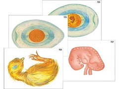 Модель-аппликация "Развитие птицы и млекопитающего (человека)" (ламинированная) - fgospostavki.ru - Махачкала