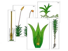 Модель-аппликация "Размножение мха" (ламинированная) - fgospostavki.ru - Махачкала