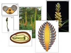 Модель-аппликация "Размножение сосны" (ламинированная) - fgospostavki.ru - Махачкала