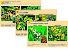 Гербарий фотографический "Ядовитые растения" - fgospostavki.ru - Махачкала
