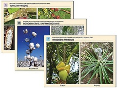 Гербарий фотографический "Сельскохозяйственные растения мира" - fgospostavki.ru - Махачкала