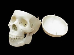 Модель "Череп человека" - fgospostavki.ru - Махачкала