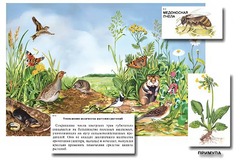 Магнитный плакат-аппликация "Луг: биоразнообразие и взаимосвязи в сообществе" - fgospostavki.ru - Махачкала