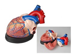 Модель сердца в разрезе (демонстрационная) - fgospostavki.ru - Махачкала