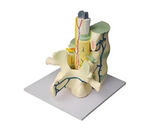 Модель части позвоночника человека - fgospostavki.ru - Махачкала