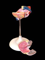 Модель сердца (лабораторная) - fgospostavki.ru - Махачкала