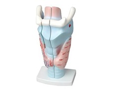 Модель гортани в разрезе - fgospostavki.ru - Махачкала