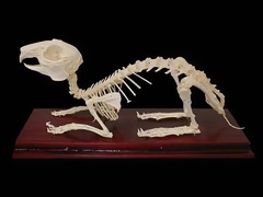 Скелет кролика - fgospostavki.ru - Махачкала