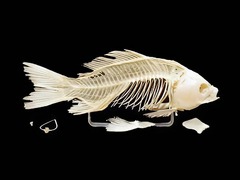 Скелет костистой рыбы - fgospostavki.ru - Махачкала