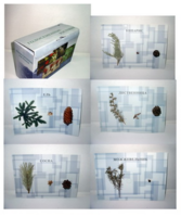 Коллекция "Голосеменные растения" - fgospostavki.ru - Махачкала