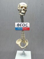 Модель "Позвоночник с черепом и тазом" - fgospostavki.ru - Махачкала
