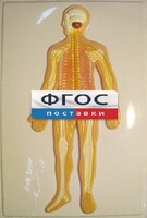 Модель барельефная "Нервная система человека" - fgospostavki.ru - Махачкала