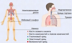 Интерактивные курсы. Биология 9 класс. Базовый. - fgospostavki.ru - Махачкала