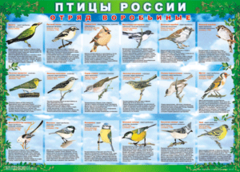 Комплект таблиц "Птицы России (4 листа)" (100х140 сантиметров, винил) - fgospostavki.ru - Махачкала