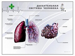 Стенд "Дыхательная система человека" - fgospostavki.ru - Махачкала