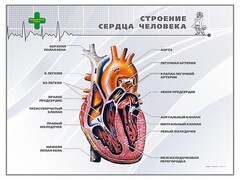Стенд "Строение сердца человека" - fgospostavki.ru - Махачкала