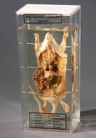 Влажный препарат "Внутреннее строение крысы" - fgospostavki.ru - Махачкала