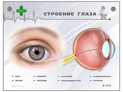 Интерактивный стенд "Строение глаза" - fgospostavki.ru - Махачкала