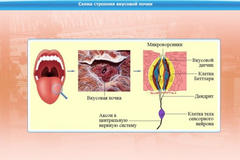 Интерактивные курсы. Биология 10 класс. Базовый. - fgospostavki.ru - Махачкала