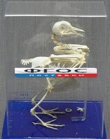 Скелет голубя - fgospostavki.ru - Махачкала