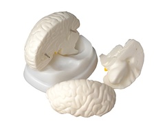 Модель мозга в разрезе - fgospostavki.ru - Махачкала