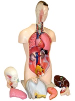 Торс человека разборный (42 см.) - fgospostavki.ru - Махачкала