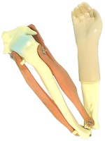 Модель локтевого сустава подвижная - fgospostavki.ru - Махачкала