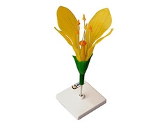 Модель цветка капусты - fgospostavki.ru - Махачкала