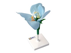 Модель цветка гороха - fgospostavki.ru - Махачкала