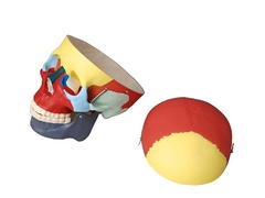 Модель "Череп человека с раскрашенными костями" - fgospostavki.ru - Махачкала