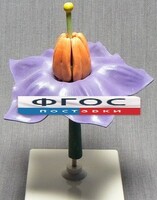 Модель "Цветок картофеля" - fgospostavki.ru - Махачкала