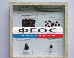 Коллекция энтомологическая "Примеры защитных приспособлений у насекомых" - fgospostavki.ru - Махачкала