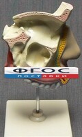 Модель "Разрез носоглотки" - fgospostavki.ru - Махачкала