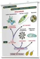 Плакаты по биологии для оформления кабинета. - fgospostavki.ru - Махачкала