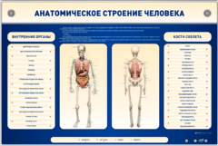 Электрифицированный стенд-тренажер c макетом скелета "Анатомическое строение человека" - fgospostavki.ru - Махачкала