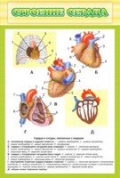 Стенд "Строение сердца" - fgospostavki.ru - Махачкала