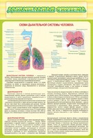 Стенд "Дыхательная система" - fgospostavki.ru - Махачкала